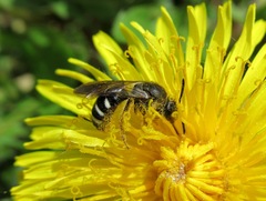 Lasioglossum sexnotatum