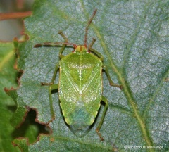 Sinopla perpunctatus