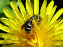 Lasioglossum sexnotatum