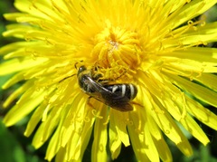 Lasioglossum sexnotatum