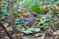 Garrulus glandarius