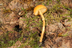 Phaeomarasmius proximans