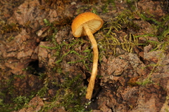 Phaeomarasmius proximans