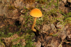 Phaeomarasmius proximans