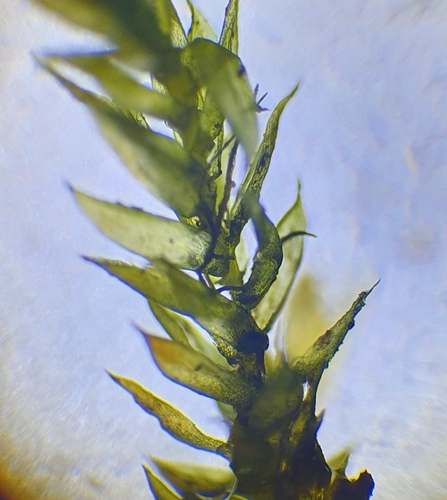 Image of Hygrohypnum luridum by no rights reserved
