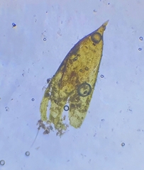 Hygrohypnum luridum