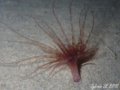 Pachycerianthus solitarius