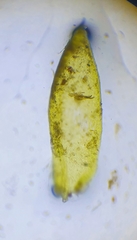 Hygrohypnum luridum