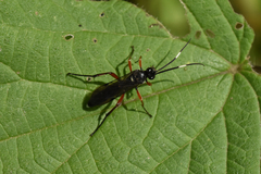 Hymenoptera