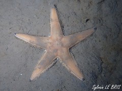 Astropecten irregularis