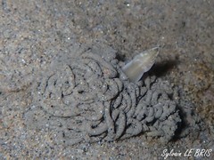 Cerebratulus marginatus