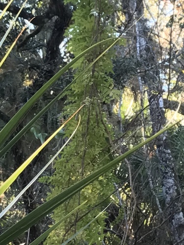 Lygodiaceae image
