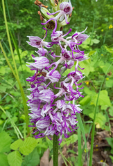 Orchis simia simia