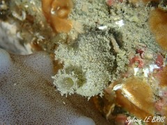 Molgula appendiculata