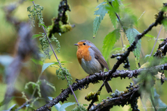 Erithacus rubecula