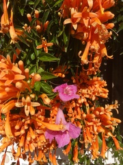 Pyrostegia