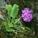 Primula hirsuta valcuvianensis - Photo (c) Alberto Colatore, algunos derechos reservados (CC BY-NC), subido por Alberto Colatore