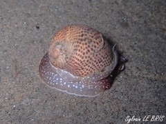 Naticarius stercusmuscarum