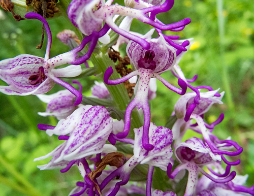 Orchis simia simia photographed in Bulgaria