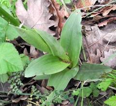 Orchis simia simia
