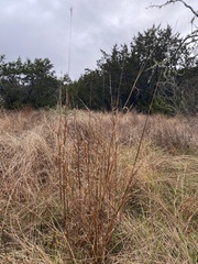 Bothriochloa longipaniculata