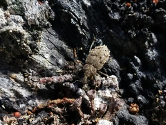 Cylydrorhinus caudiculatus