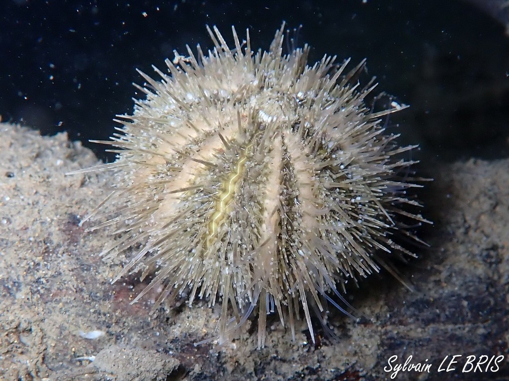 Psammechinus microtuberculatus