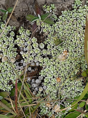 Raoulia parkii