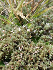 Pimelea oreophila