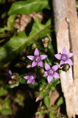 Gentianella anisodonta