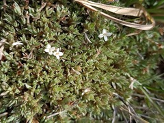 Pimelea oreophila
