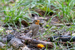 Erithacus rubecula