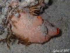 Microcosmus polymorphus