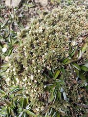 Pimelea sericeovillosa pulvinaris
