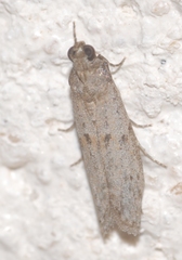 Cadra figulilella