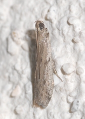 Phycitodes albatella