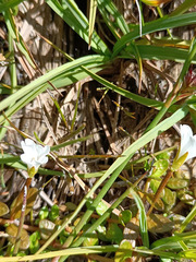 Epilobium angustum