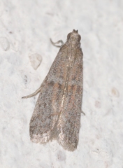 Cadra figulilella