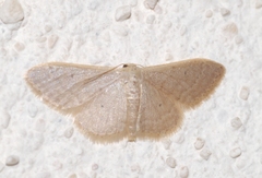 Idaea distinctaria