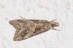 Euchromius cambridgei