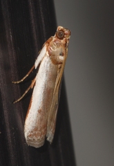 Denticera divisella