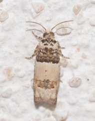 Epinotia thapsiana