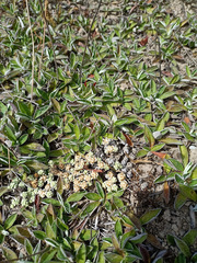Raoulia parkii
