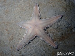 Astropecten irregularis