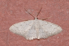 Idaea seriata