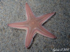 Astropecten irregularis