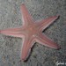 Sand Sea Star - Photo (c) Sylvain Le Bris, some rights reserved (CC BY-NC), uploaded by Sylvain Le Bris