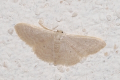 Idaea distinctaria