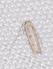 Symmocoides oxybiella