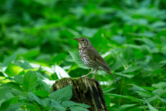 Turdus philomelos